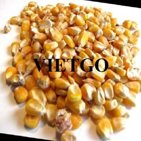 Cơ hội hợp tác xuất khẩu ngô vàng đến thị trường Nepal