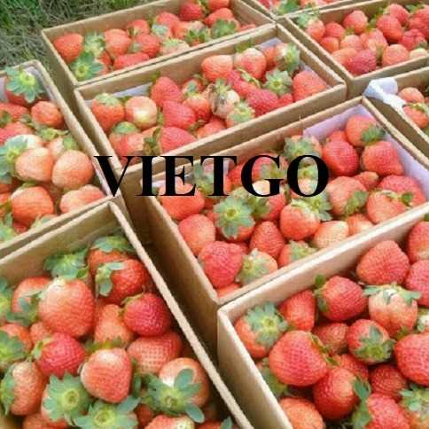 Cơ hội hợp tác xuất khẩu dâu tây đến thị trường Anh và UAE 