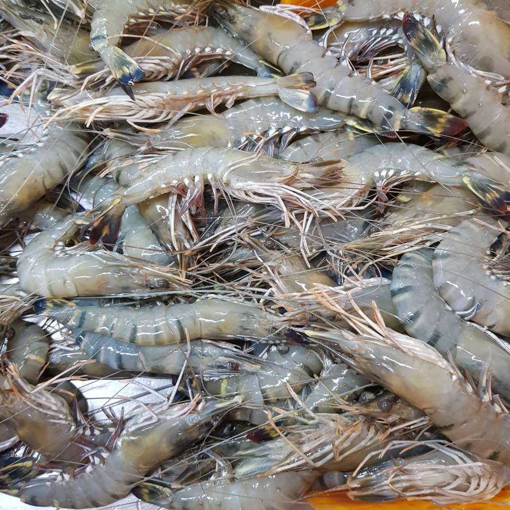 i'm looking for shrimp