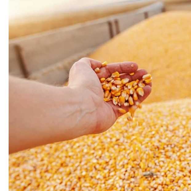 I want to buy corn