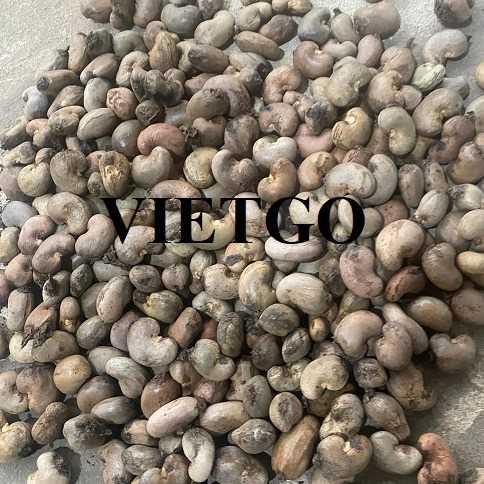 Cơ hội xuất khẩu hạt điều đến thị trường Bangladesh