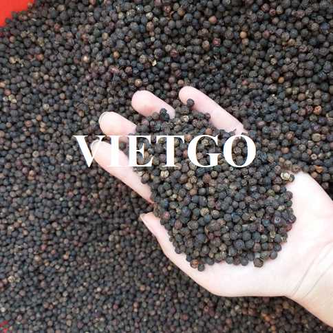 Cơ hội hợp tác xuất khẩu hạt tiêu đến thị trường Pakistan 