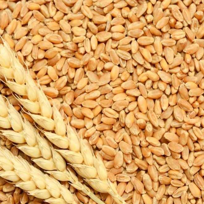 I want to buy wheat 