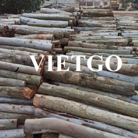 Thương vụ xuất khẩu gỗ bạch đàn tròn đến thị trường Ấn Độ 