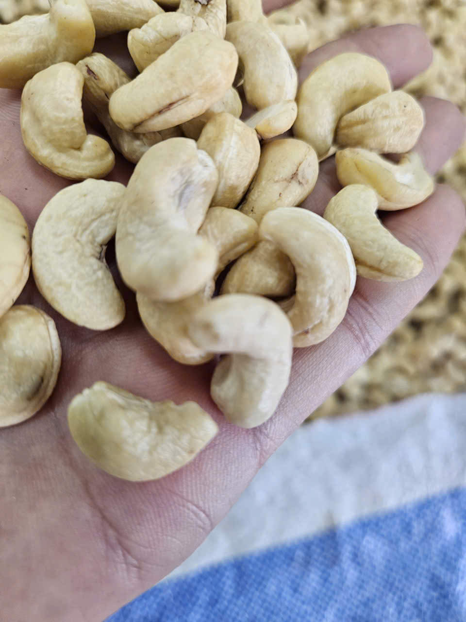 Cần tìm cước biển cho hàng điều sang Chennai, Ấn Độ