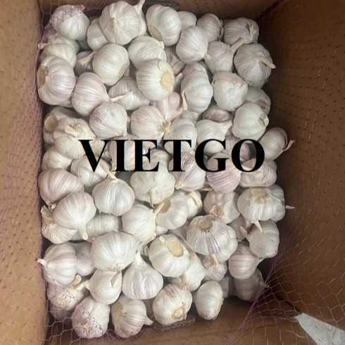 Cơ hội hợp tác xuất khẩu tỏi trắng vạch tím sang thị trường Thổ Nhĩ Kỳ 