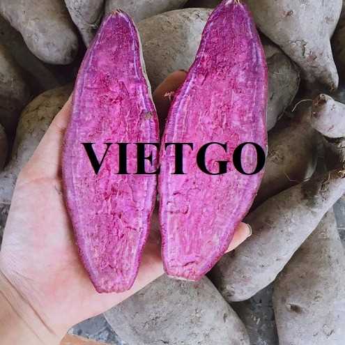 Cơ hội xuất khẩu khoai lang sang thị trường Ả Rập Xê Út