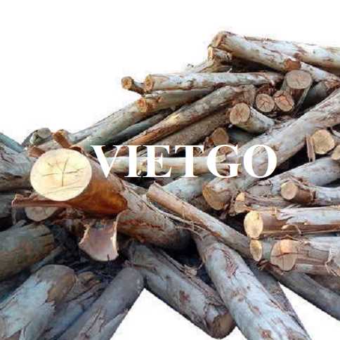 Thương vụ xuất khẩu gỗ bạch đàn tròn đến thị trường Qatar 