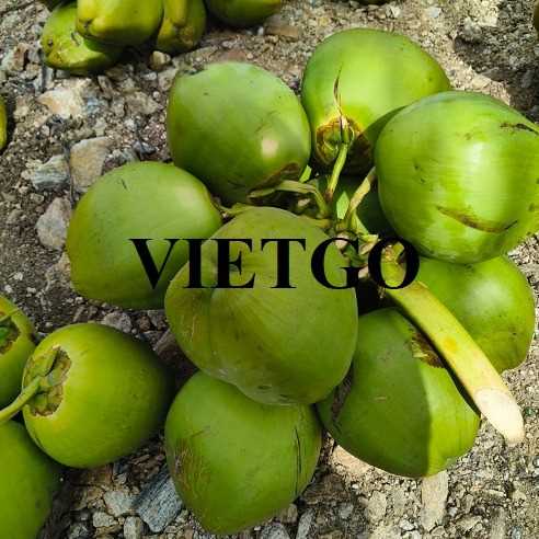 Cơ hội xuất khẩu dừa tươi đến thị trường Ấn Độ 