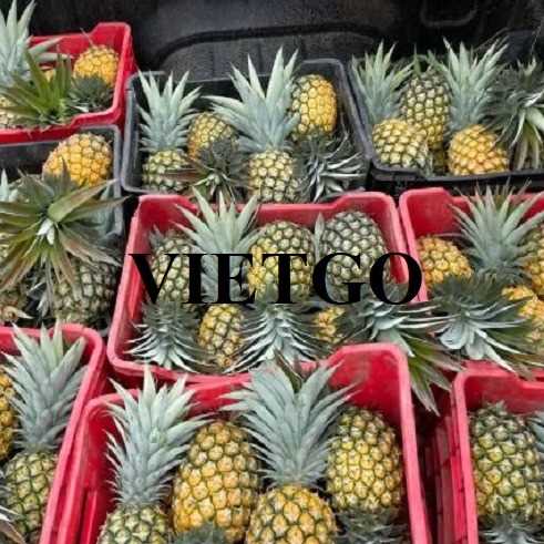 Cơ hội xuất khẩu dứa Queen đến thị trường Ai Cập