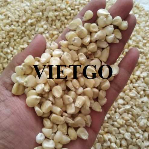 Cơ hội hợp tác xuất khẩu ngô trắng đến thị trường Thái Lan 