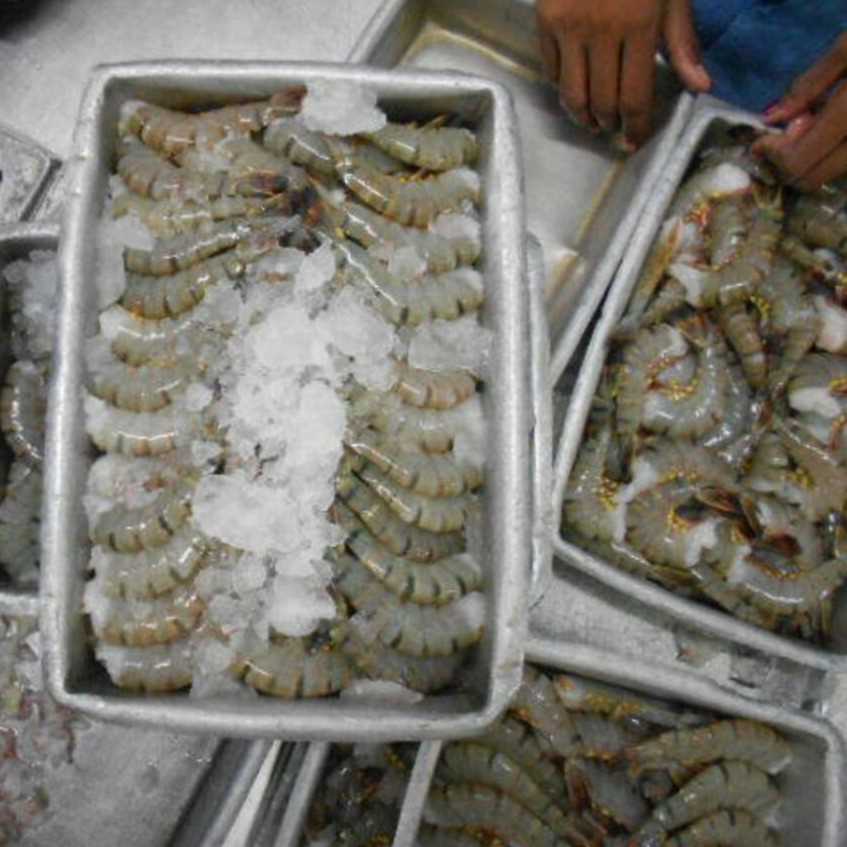 I want to buy fresh frozen tiger shrimp