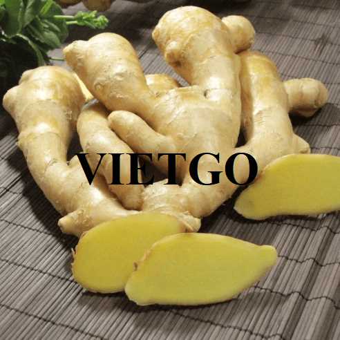 Cơ hội xuất khẩu gừng sang thị trường Thổ Nhĩ Kỳ 