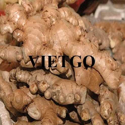 Cơ hội hợp tác xuất khẩu gừng đến thị trường UAE và Ả Rập Xê Út