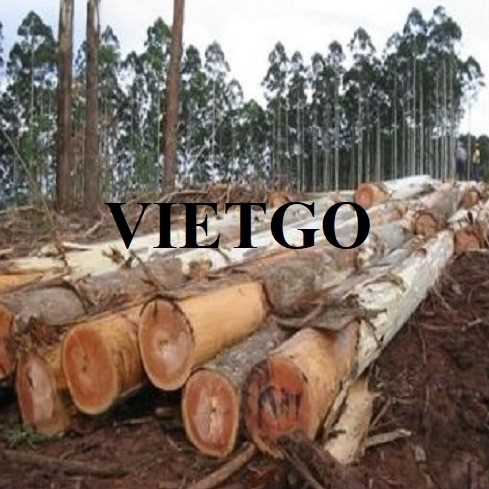 Thương vụ xuất khẩu gỗ bạch đàn tròn sang thị trường Ấn Độ