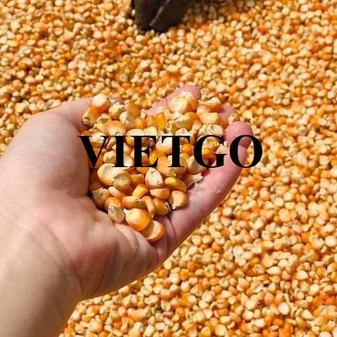 Cơ hội xuất khẩu ngô đến thị trường Indonesia