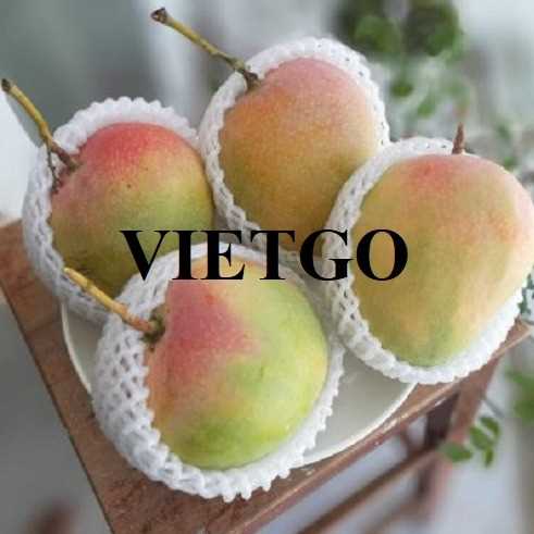 Thương vụ xuất khẩu xoài tươi cùng vị khách người Thổ Nhĩ Kỳ