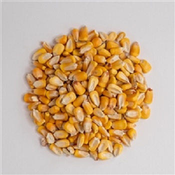 Quality Corn for Asia’s Feed Industry – Steady Supply, Trusted Partnership