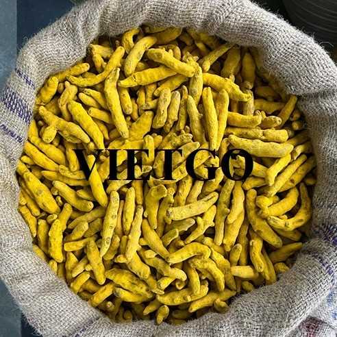 Cơ hội hợp tác xuất khẩu nghệ khô đến thị trường Ấn Độ