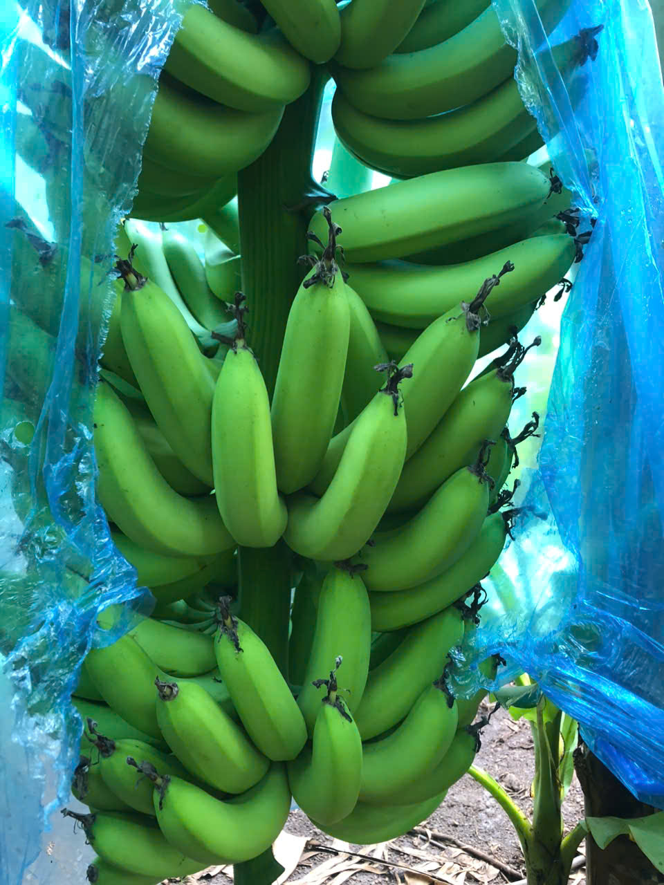 Chuối xanh