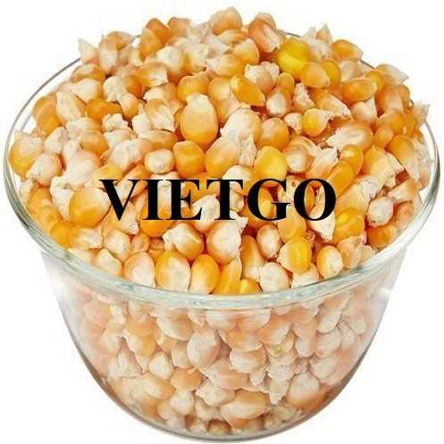 Cơ hội hợp tác xuất khẩu ngô sang thị trường Hàn Quốc