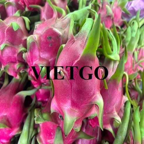 Cơ hội xuất khẩu thanh long sang thị trường UAE