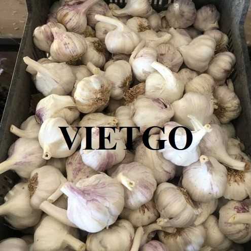 Cơ hội xuất khẩu tỏi trắng sang thị trường Bangladesh
