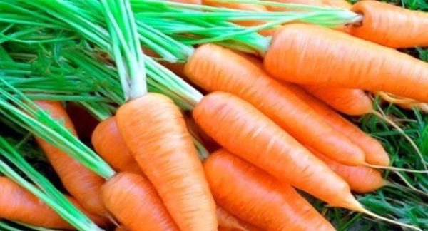 Fresh carrots