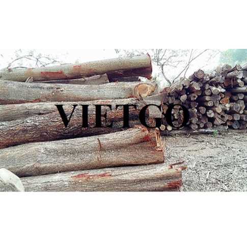 Thương vụ xuất khẩu sản phẩm gỗ bạch đàn tròn đến thị trường Ấn Độ
