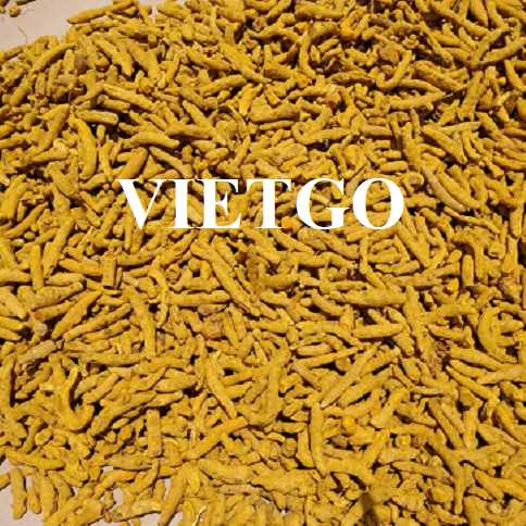 Cơ hội xuất khẩu nghệ khô nguyên củ sang thị trường Ấn Độ