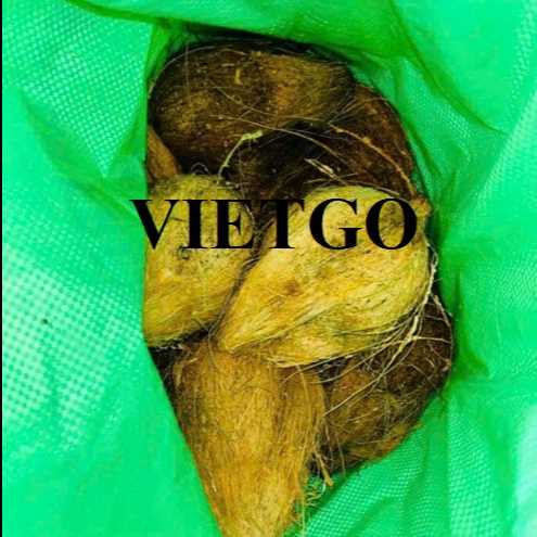 Cơ hội xuất khẩu dừa lột vỏ sang thị trường Ấn Độ