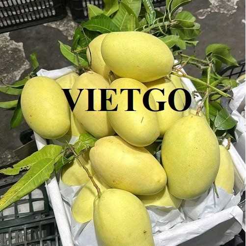 Cơ hội xuất khẩu xoài Keo vàng, xoài Cát Chu, xoài Úc sang Tây Ban Nha