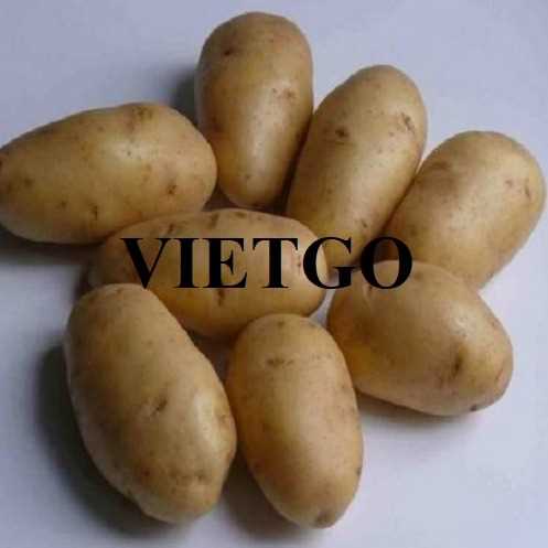 Cơ hội hợp tác xuất khẩu khoai tây đến thị trường Trung Quốc