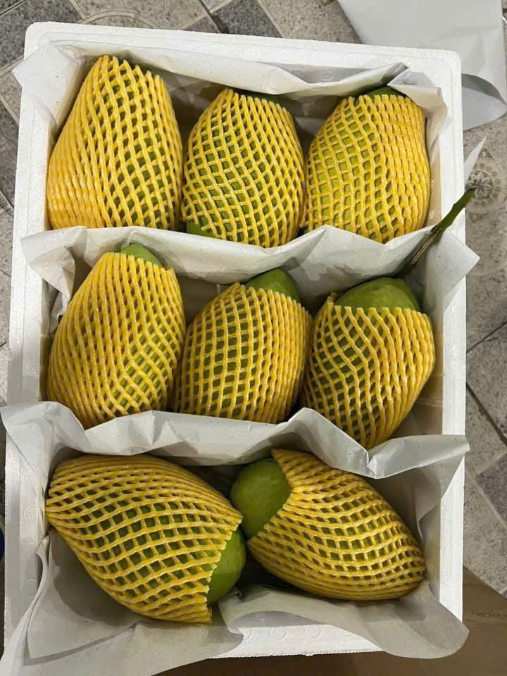 xoài