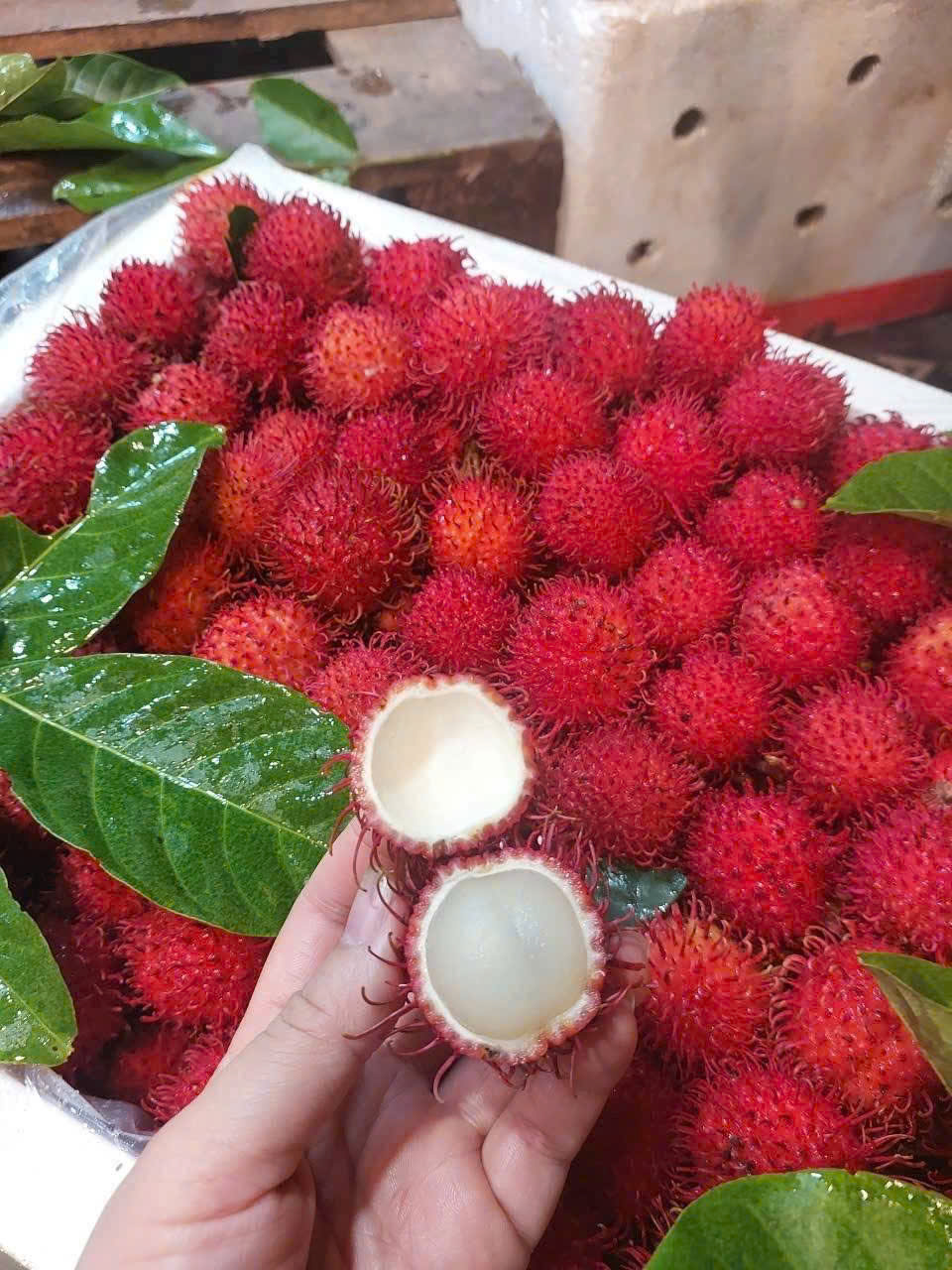 chôm chôm thái