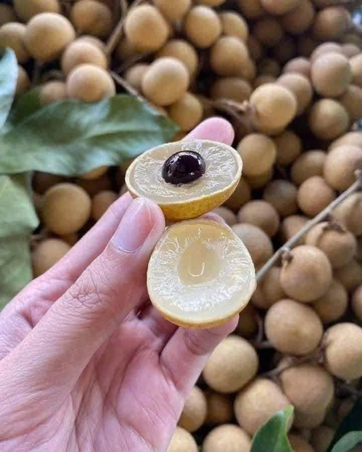 Nhãn Indo