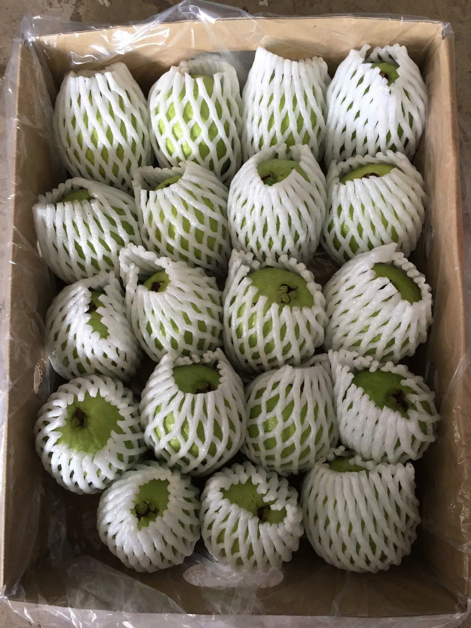 Ổi đài loan