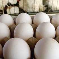 I want to buy egg