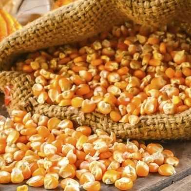 I want to buy maize