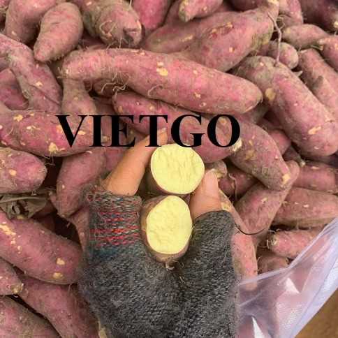 Thương vụ xuất khẩu khoai lang ruột vàng sang thị trường Anh