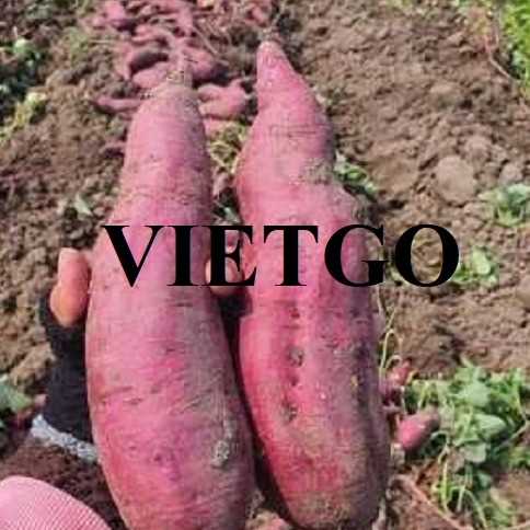 Cơ hội xuất khẩu khoai lang sang thị trường Ba Lan