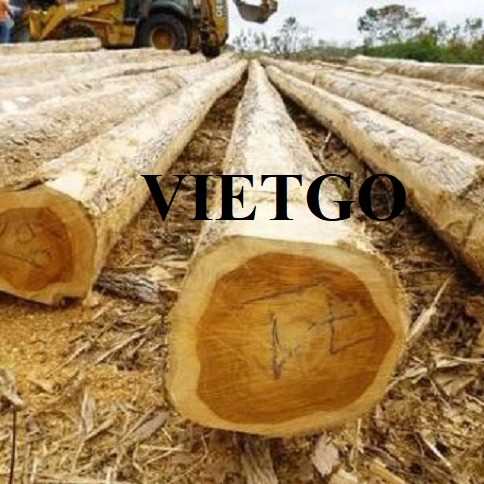 Thương vụ xuất khẩu gỗ teak tròn sang thị trường Ấn Độ