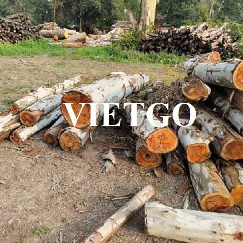 Thương vụ xuất khẩu gỗ bạch đàn tròn sang thị trường Ấn Độ