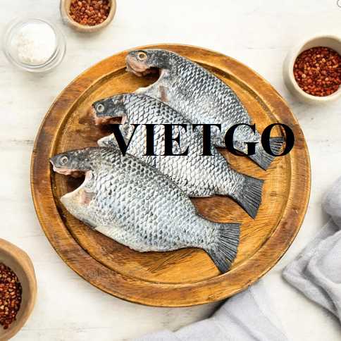 Đơn hàng hợp tác xuất khẩu cá rô phi sang thị trường Qatar