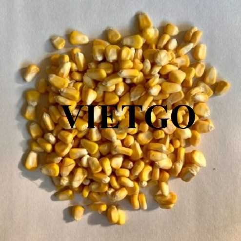 Cơ hội xuất khẩu ngô vàng cùng vị khách người Indonesia