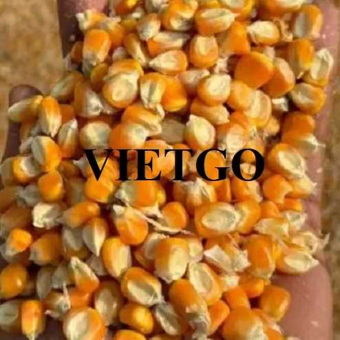 Thương vụ xuất khẩu ngô đến thị trường Hàn Quốc