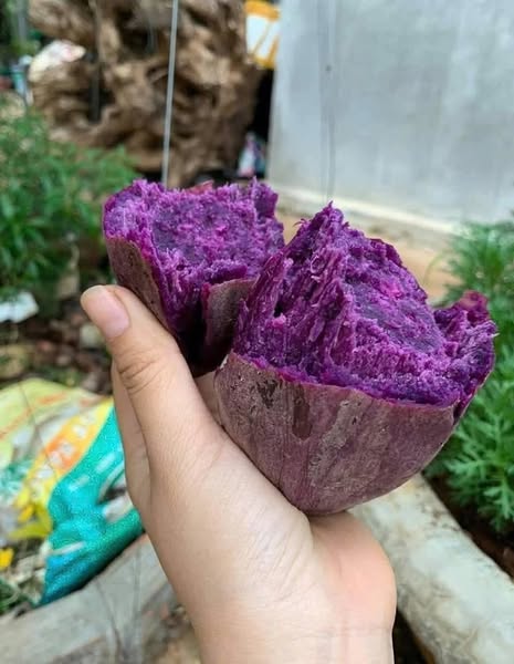 Purple Sweet Potatoes