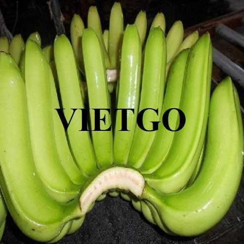 Cơ hội hợp tác xuất khẩu chuối cùng vị khách người Thổ Nhĩ Kỳ 