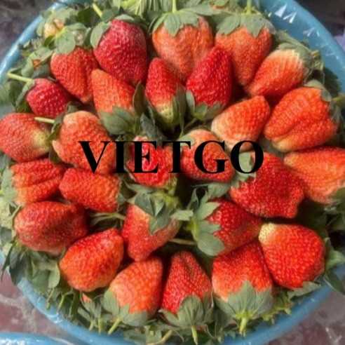 Cơ hội giao thương xuất khẩu dâu tây sang thị trường Hoa Kỳ