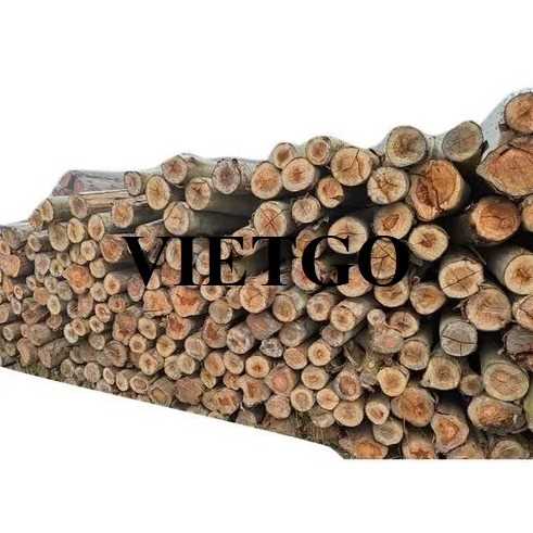 Thương vụ xuất khẩu gỗ bạch đàn tròn sang thị trường Ấn Độ